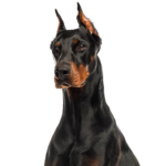 Petland Heath, OH Doberman Pinscher