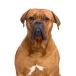 Petland Heath, OH Dogue de Bordeaux