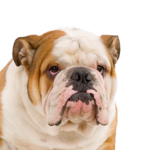 Petland Heath, OH English Bulldog