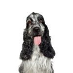Petland Heath, OH English Cocker Spaniel