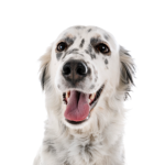 Petland Heath, OH English Setter