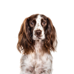 Petland Heath, OH English Springer Spaniel