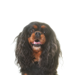 Petland Heath, OH English Toy Spaniel
