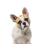 Petland Heath, OH French Bulldog