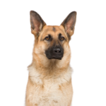 Petland Heath, OH German Shepherd