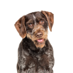 Petland Heath, OH German Wirehaired Pointer