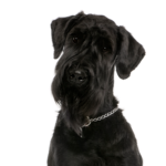 Petland Heath, OH Giant Schnauzer