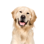 Petland Heath, OH Golden Retriever