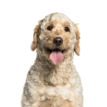 Petland Heath, OH Goldendoodle