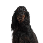 Petland Heath, OH Gordon Setter