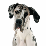 Petland Heath, OH Great Dane