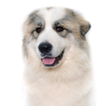Petland Heath, OH Great Pyrenees