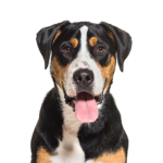 Petland Heath, OH Great Swiss Mountain Dog
