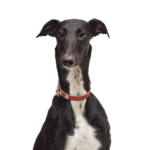 Petland Heath, OH Greyhound