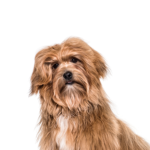 Petland Heath, OH Havanese