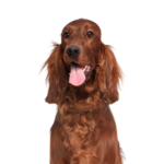Petland Heath, OH Irish Setter