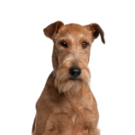 Petland Heath, OH Irish Terrier