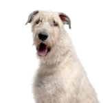 Petland Heath, OH Irish Wolfhound