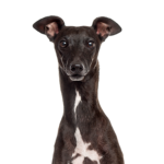 Petland Heath, OH Italian Greyhound