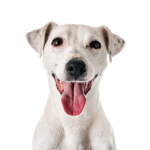 Petland Heath, OH Jack Russell Terrier