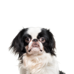 Petland Heath, OH Japanese Chin