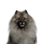 Petland Heath, OH Keeshond