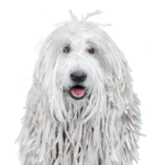 Petland Heath, OH Komondor
