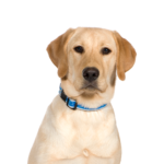 Petland Heath, OH Labrador Retriever