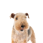 Petland Heath, OH Lakeland Terrier