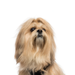 Petland Heath, OH Lhasa Apso