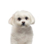 Petland Heath, OH Maltese