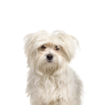 Petland Heath, OH Maltipom
