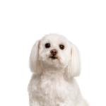 Petland Heath, OH Maltichon