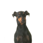 Petland Heath, OH Manchester Terrier