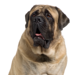 Petland Heath, OH Mastiff