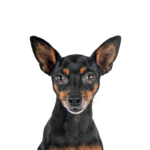 Petland Heath, OH Miniature Pinscher