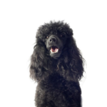 Petland Heath, OH Miniature Poodle