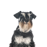 Petland Heath, OH Miniature Schnauzer