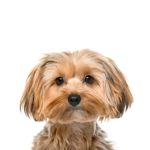 Petland Heath, OH Morkie