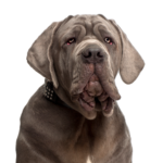 Petland Heath, OH Neapolitan Mastiff