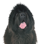 Petland Heath, OH Newfoundland