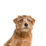 Petland Heath, OH Norfolk Terrier