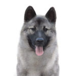 Petland Heath, OH Norwegian Elkhound
