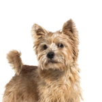 Petland Heath, OH Norwich Terrier