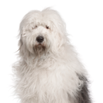Petland Heath, OH Old English Sheepdog