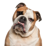 Petland Heath, OH Olde English Bulldogge