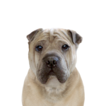 Petland Heath, OH Ori Pei