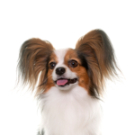Petland Heath, OH Papillon