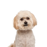 Petland Heath, OH Peekapoo