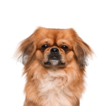 Petland Heath, OH Pekingese